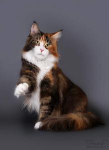 Кошка питомника