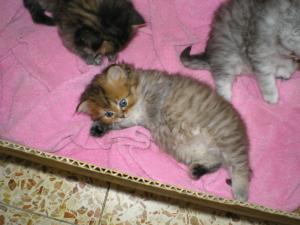 Котенок зоотой затушеванный