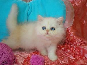 Мальчик окраса шиншилла-камэо