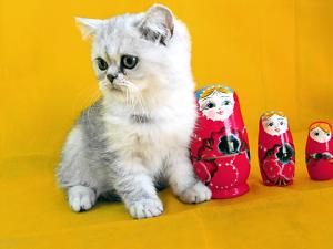 персидский короткошерстный экзотический котенок серебристый затушеванный