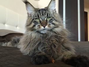 Фотография кота мейн кун, выпускник питомника COONWOOD