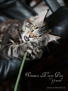 Котенок мейн кун 3 месяца