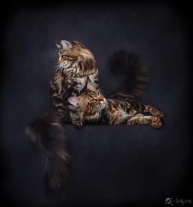 Кот и кошка мейн кун