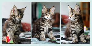 Котят мейн кун питомника COONWOOOD