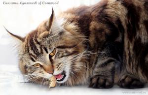 Кошка мейн кун из питомника COONOOD