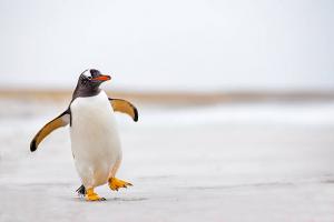 Переворачиватель пингвинов - удивительная и необычная профессия