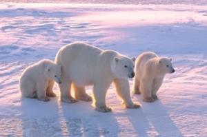 Alonex Arctic Autotravels - Out of Two Polar Bears, at Least Three Survive!
						
						